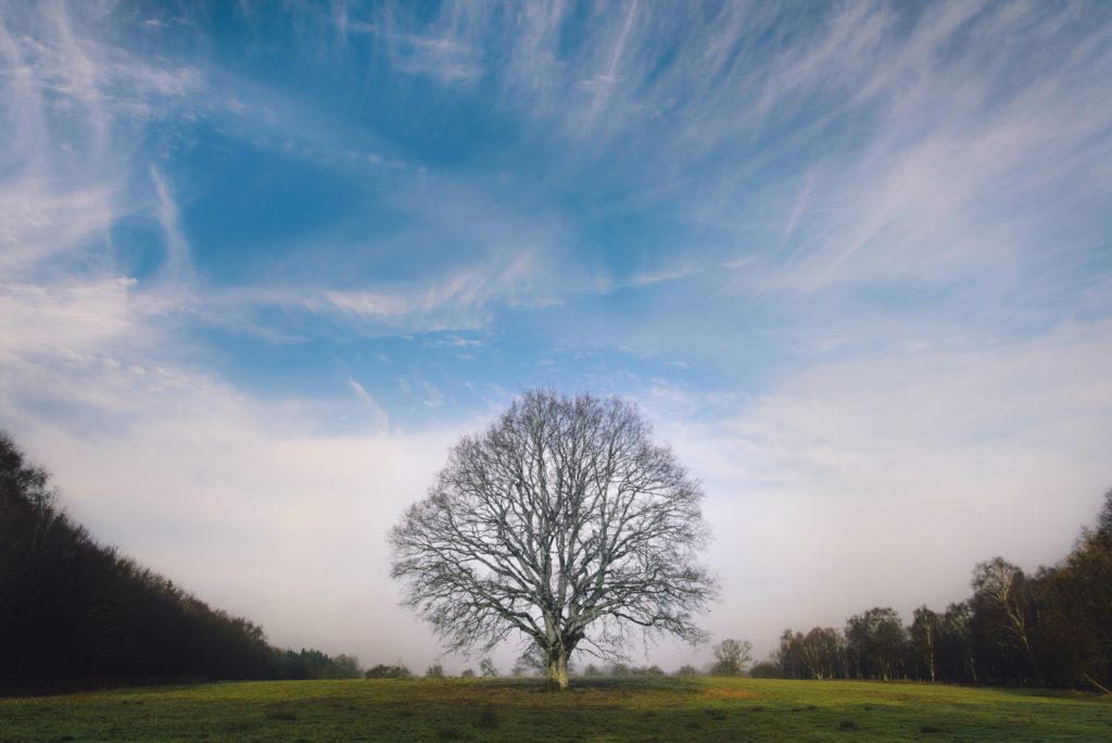 outside tree clouds